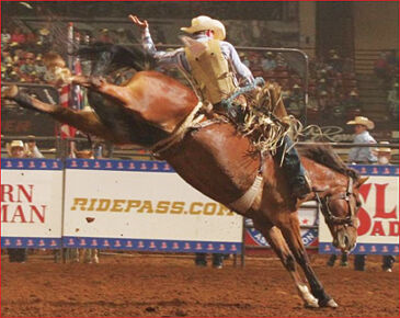 Bronc champion